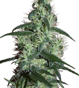 Blizzard x5 - Seedmakers