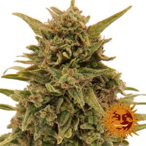 Blueberry OG x3 - Barney's Farm