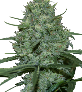 Critical x5 - Seedmakers