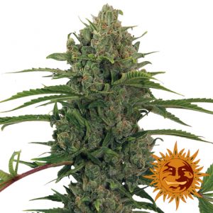 Critical Kush Auto x3 - Barney's Farm