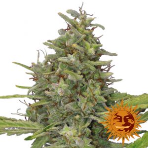 G13 Haze x3 - Barney's Farm