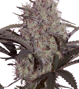 Jack Widow x5 - Seedmakers