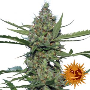 Laughing Buddha x3 - Barney's Farm