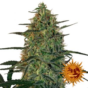 Malana Bomb auto x1 - Barney's Farm