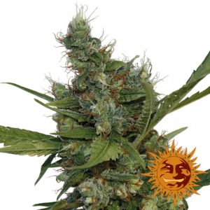 Morning Glory x3 - Barney's Farm