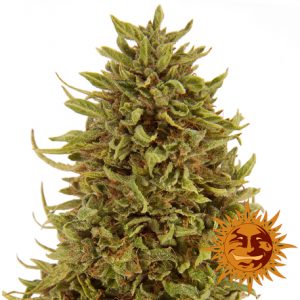 Pineapple Express auto x3 - Barney's Farm