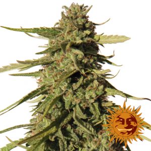 Red Cherry Berry x3 - Barney's Farm