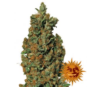 Red Diesel x3 - Barney's Farm