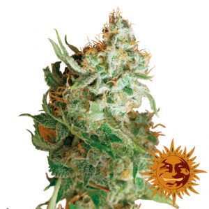 Red Dragon x3 - Barney’s Farm