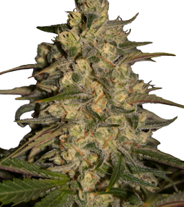 Silver Jack x5 - Seedmakers