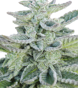 Super Kush x5 - Seedmakers