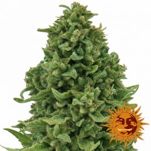Sweet Tooth Auto x1 - Barney's Farm