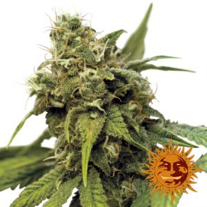 Utopia Haze x3 - Barney's Farm