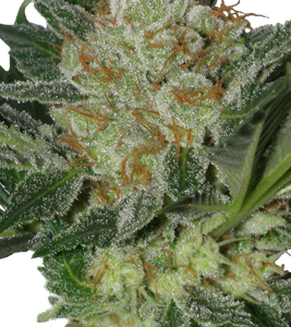 Widow x5 - Seedmakers