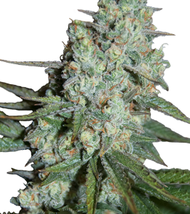 Wonder Skunk x5 - Seedmakers