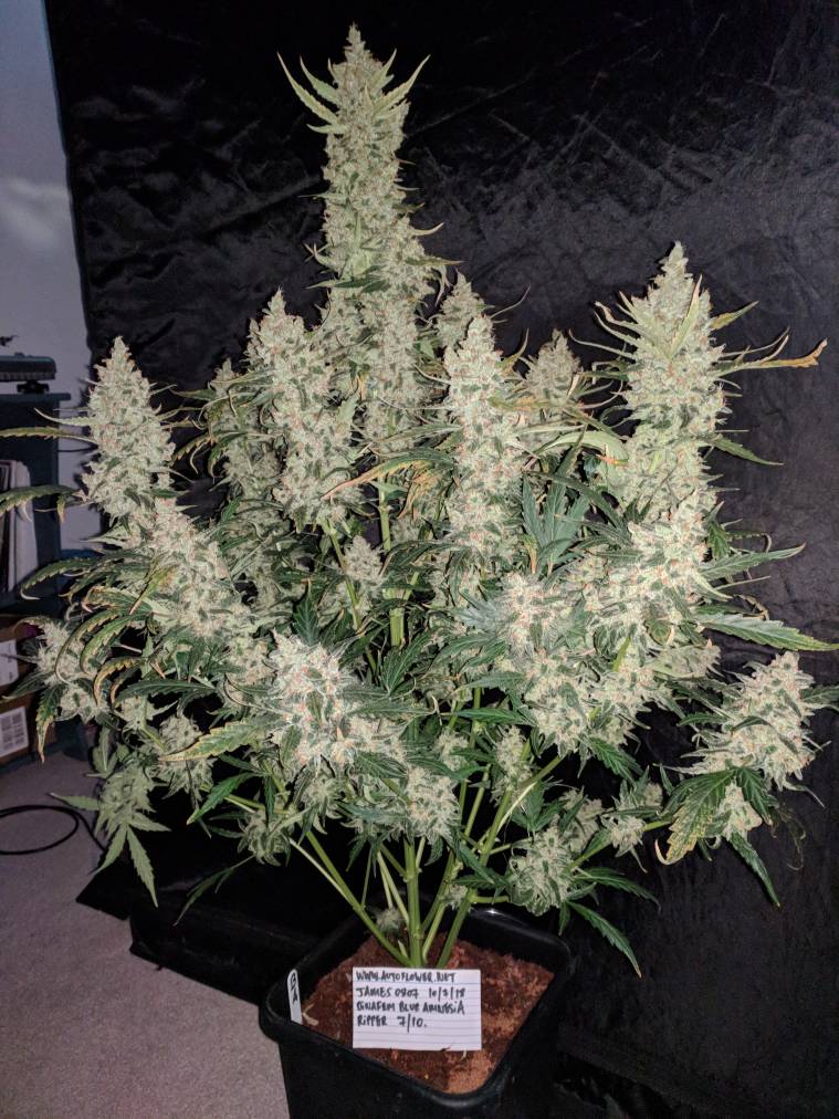 Critical Orange Punch Auto x100 - Dutch Passion - Imagen 2