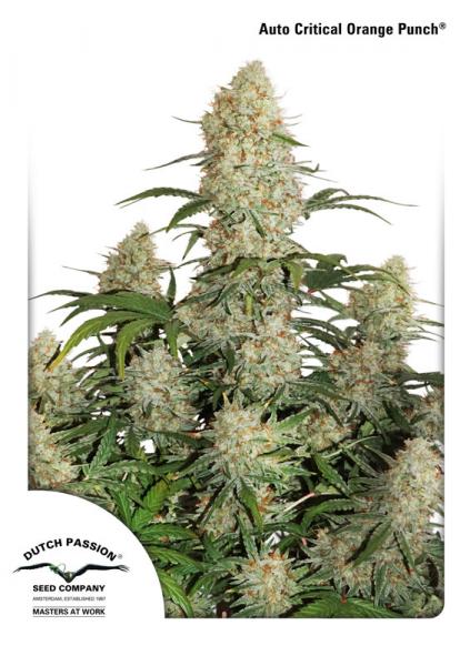 Critical Orange Punch Auto x100 - Dutch Passion - Imagen 3