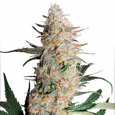 Critical Orange Punch Auto x100 - Dutch Passion