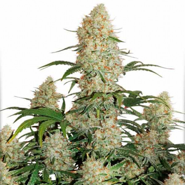 Critical Orange Punch Auto x100 - Dutch Passion - Imagen 4