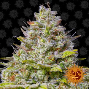 BLUE GELATO 41 x3 - Barney`s Farm