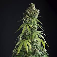 Lemon Blossom XXL Auto x4 - BSF Seeds
