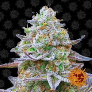 Gorilla Zkittlez x1 - Barney's Farm