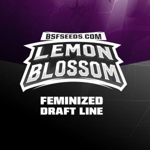 Lemon Blossom x12 - BSF Seeds