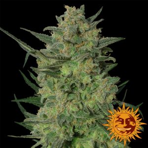 LSD x1 - Barney's Farm