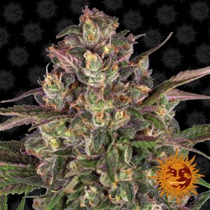Peyote Critical x3 - Barney’s Farm