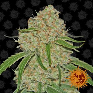 Phantom Og x3 - Barney's Farm