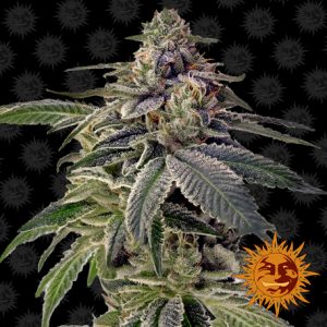 Shiskaberry x3 - Barney's Farm