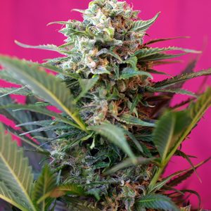 Big Devil XL Auto x4 - Sweet Seeds