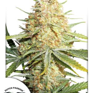 Lemon Zkittle x3 - Dutch Passion