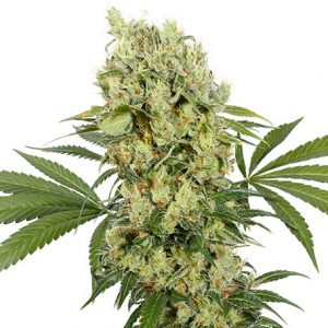 Medikit CBD Auto x3+1 - Buddha Seeds