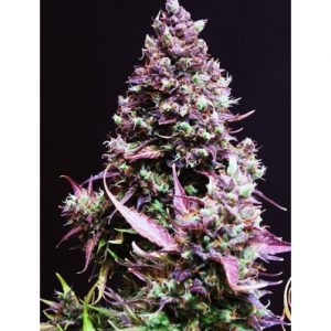 Cream Caramel Auto x100 - Sweet Seeds