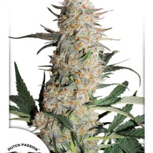 Critical Orange Punch x3 - Dutch Passion