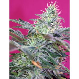 Sweet Cheese Auto x4 - Sweet Seeds