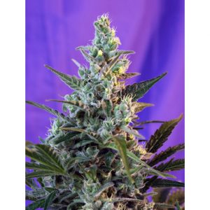 Sweet Skunk FV x4 - Sweet Seeds