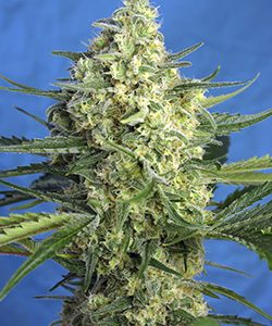 Jack 47 XL Auto 4 - Sweet Seeds