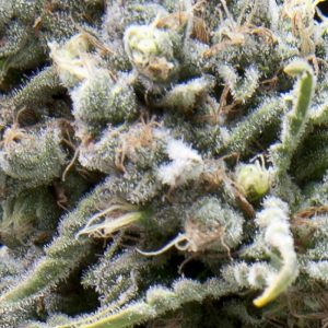 Auto White Widow x3+1 - Pyramid Seeds