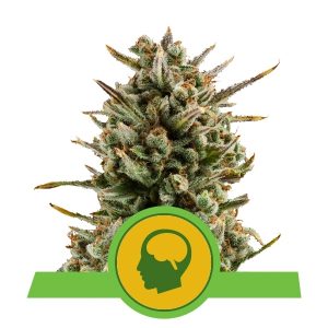 Amnesia Haze Auto x1 - Royal Queen Seeds