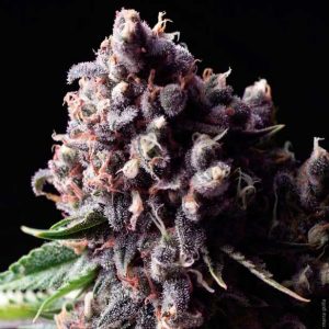 Auto Purple x3+1 - Pyramid Seeds