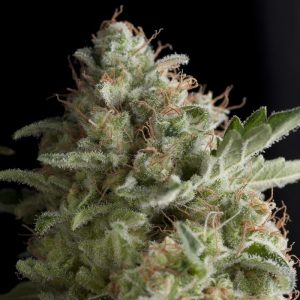 American Pie x3+1 - Pyramid Seeds