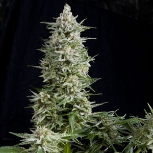 Amnesia Gold x3+1 - Pyramid Seeds