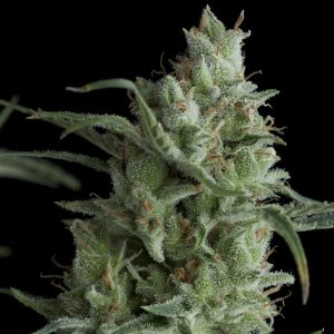 Kryptonite x3+1 - Pyramid Seeds