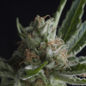 Shark x3+1 - Pyramid Seeds