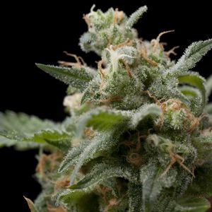 Super Hash x3+1 - Pyramid Seeds