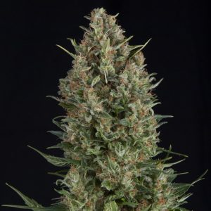 Wembley x3+1 - Pyramid Seeds