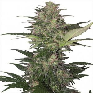 Red Dwarf Auto x3 - Buddha Seeds