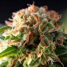 Fresh Candy x3+1 - Pyramid Seeds